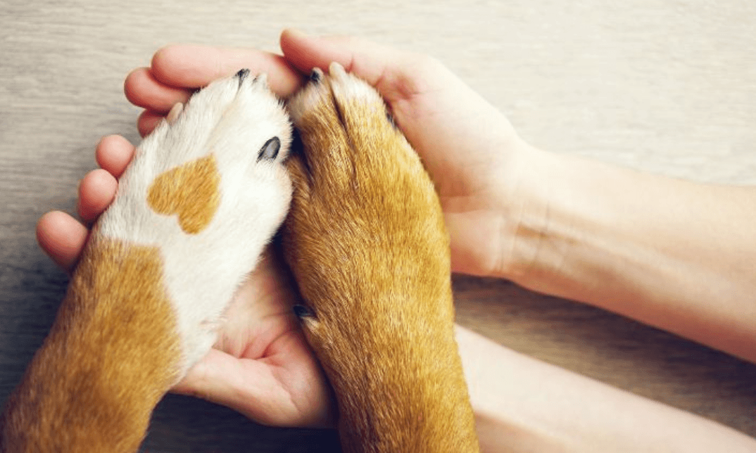 Direitos dos Animais: Propostas para proteção e bem-estar animal