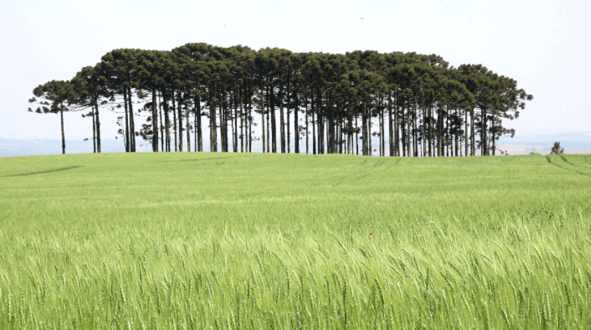 Centro-Sul do Paraná: Tradição Agro e o Futuro Urbano